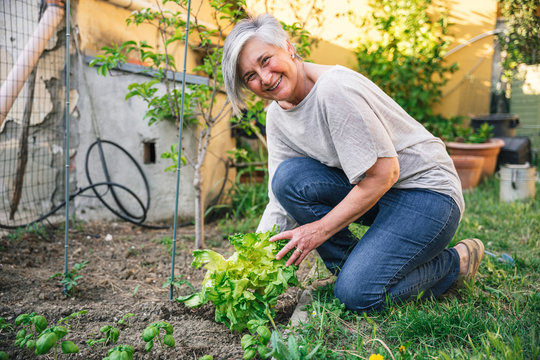 Friendly adult woman in her home garden while harvesting a basket of salad from the ground - Concept of ecology, sustainability, sharing in social spaces and auto production
