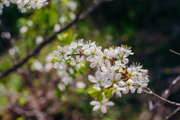 Cherry trees whith white blossoms blooming in the garden, white flowering, white flowers