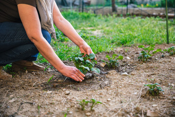 Friendly adult woman is checking the health of small plant in the home garden - Senior works the land in her social urban gardens in anticipation of the harvest - Concept of ecological and sustainable