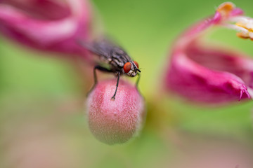 fly in nature on a flower