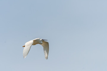 little egret egret in flight on a sunny day, Egretta garzetta flying in the sky above the sea