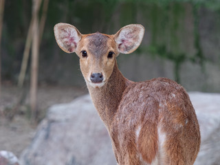 Close up portrait of young deer looking at camera.