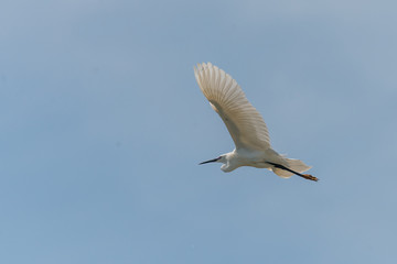 Naklejka premium little egret egret in flight on a sunny day, Egretta garzetta flying in the sky above the sea