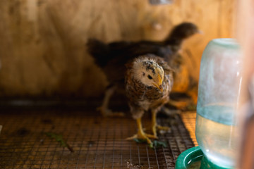 Little chickens in a brooder on the farm.