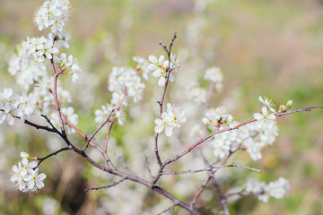 Cherry trees whith white blossoms blooming in the garden, white flowering, white flowers