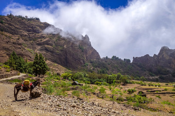 Donkey in Cova de Paul votano crater in Santo Antao island, Cape Verde © daboost