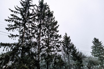 Coniferous trees branches and power lines