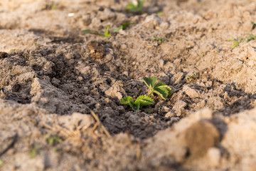 Young strawberry seedling in the sandy soil