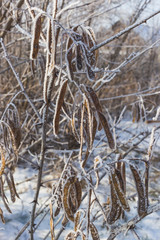 Acacia seeds covered with hoarfrost. Plants in winter time