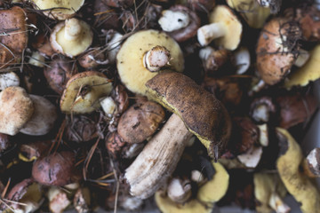 Background with full basket of fresh wild mushrooms.