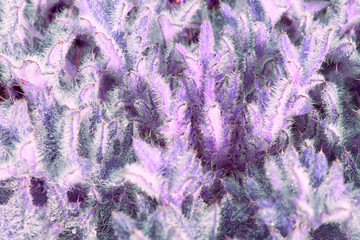 View of young grass with thorns which is covered with dew drops. The concept of abstraction, plants.