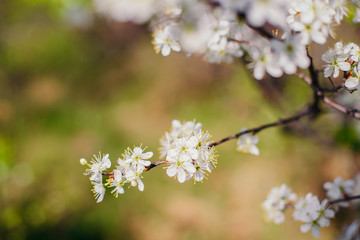 Cherry trees whith white blossoms blooming in the garden, white flowering, white flowers