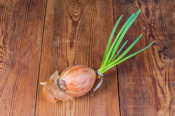 Sprouted onion bulb on the rustic table