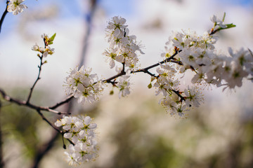 Cherry trees whith white blossoms blooming in the garden, white flowering, white flowers