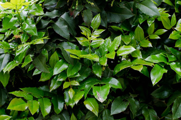 Wall of green ivy. Drops of dew on the leaves. Green leaflets.