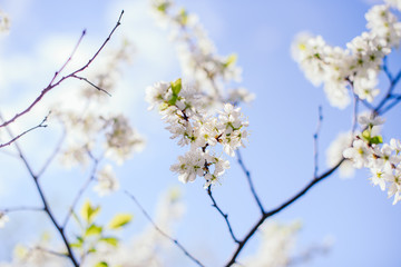 Cherry trees whith white blossoms blooming in the garden, white flowering, white flowers