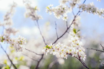 Cherry trees whith white blossoms blooming in the garden, white flowering, white flowers