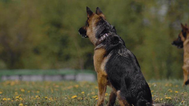 Army Shepherd dog sits and waiting for command during police training show. Special forces demonstration. Dog barks and runs away on cynologist performance outdoor. Military, soldiers