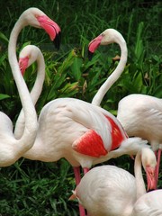 flamingos in the zoo of Thailand on a natural green background