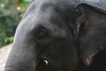 This photo of Elephant has taken from Thattekkad, Kerala.