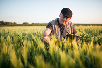 Senior farmer standing in wheat field holding tablet in his hand and examining crop.