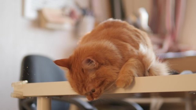 Angry ginger cat sits on white table. Fluffy pet seems to be irritated. Cute domestic animal at cozy home.