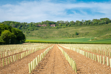 Fototapeta na wymiar Newly Planted Vineyard