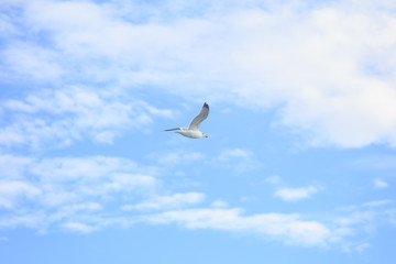 Sea gull in flight on a blue sky