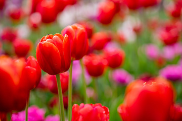 Fototapeta premium tulip on a tulip field