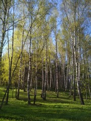 Trees in the spring forest