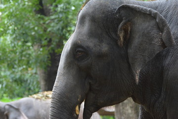 Naklejka premium This photo of Elephant has taken from Thattekkad, Kerala.