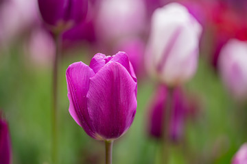 tulip on a tulip field