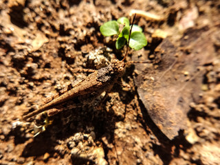 Camouflage grasshopper to the ground