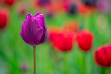 tulip on a tulip field