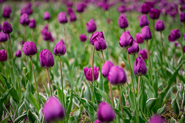 tulip on a tulip field