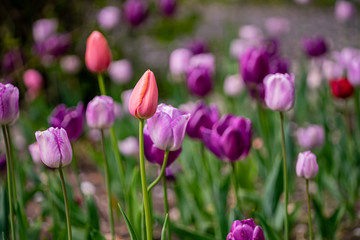 tulip on a tulip field