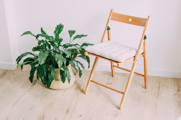 Bright room. Near the white wall stands a wooden chair and a green flower in a wicker basket.