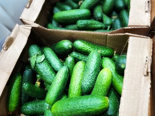 Fresh cucumbers in a tray in the supermarket. A close-up. Mobile photo.