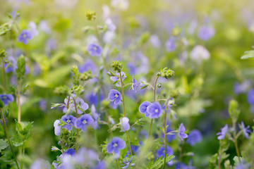 Tender blue small flowers on a sunny field