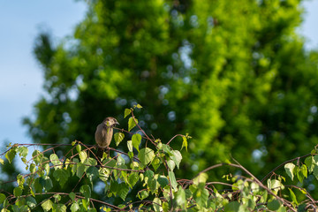 bird on a tree