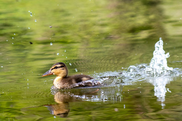 young duck on the water