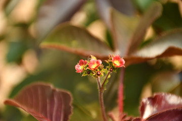 red and yellow flower