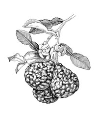 Hand drawn bergamot blooming branch with ripe fruits - obrazy, fototapety, plakaty