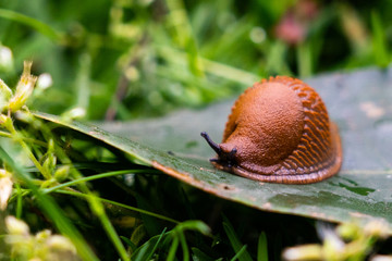 snail on a leaf