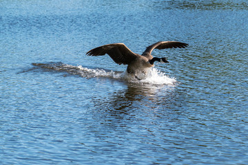 Goose landing perfectly