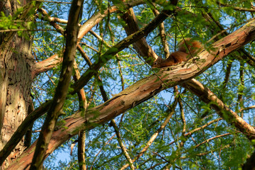 squirrel on tree