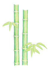 Fototapeta na wymiar 手描き　竹　笹　水彩色鉛筆　A4サイズ（2）