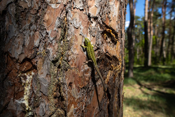 Green lizard on a coniferous tree