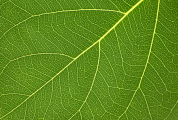 Beautiful leaf in the garden. Soft light in thegarden