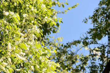 Blooming bird cherry tree on a sunny spring day. Natural background